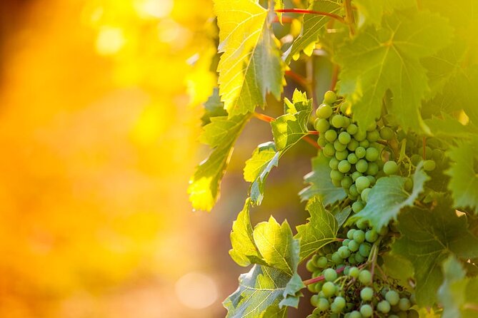 Wine, Cheese, Chocolate 6 Hour Tasting Tour with Lunch - A full day of Niagara wine, not just one tasting room