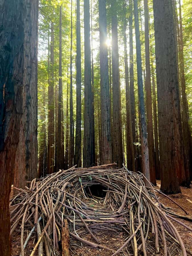 Yarra Valley | Redwoods, Wildlife, Wine, Chocolate - A full day beyond Melbourne