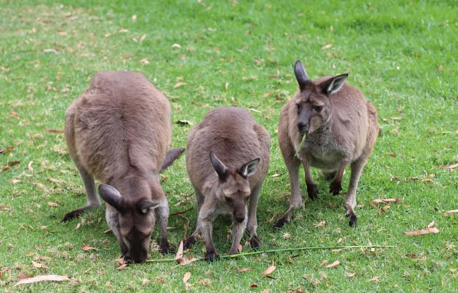 Yarra Valley | Redwoods, Wildlife, Wine, Chocolate - Is $124 a fair price?