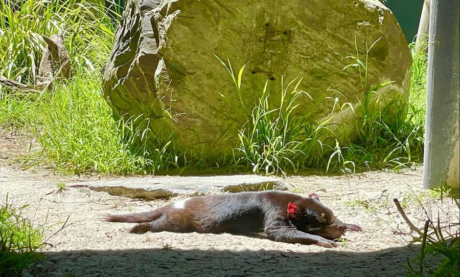 Yarra Valley | Redwoods, Wildlife, Wine, Chocolate - Who should book this day?