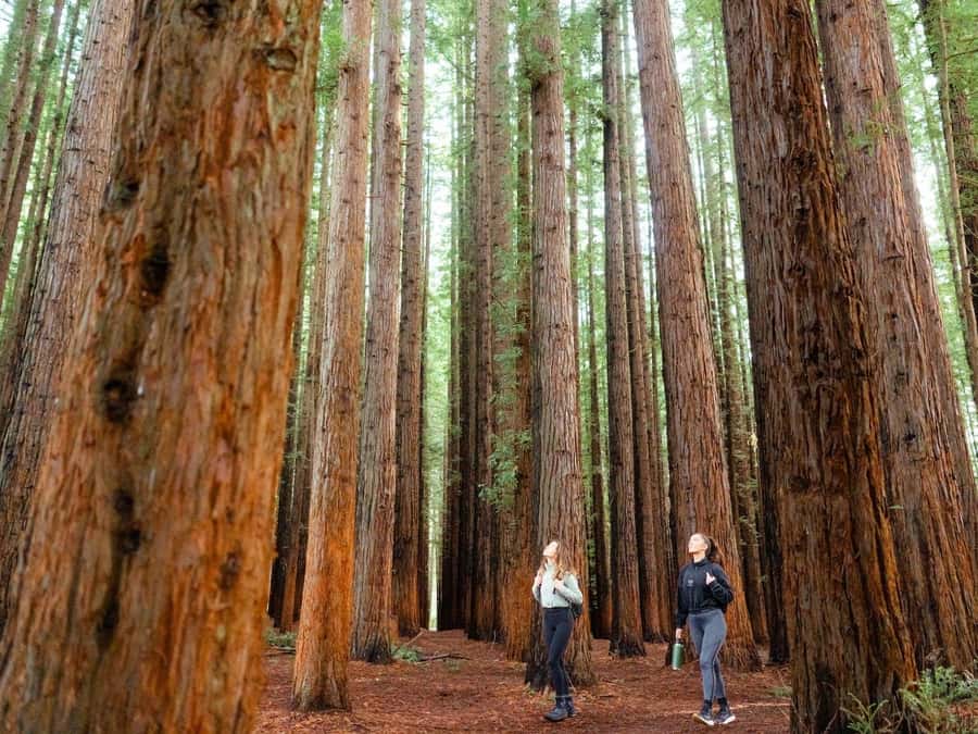 Yarra Valley | Redwoods, Wildlife, Wine, Chocolate - Chocolate first at Yarra Valley Chocolaterie