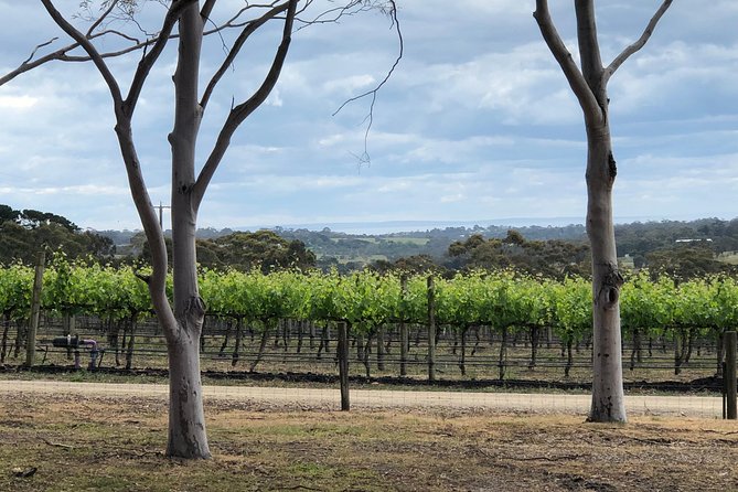 Yarra Valley Wine Tour inc lunch with a glass of wine, tastings and chocolate - The ride from Melbourne and the day’s pace