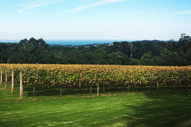 Yarra Valley Wine Tour inc lunch with a glass of wine, tastings and chocolate - What the $125.52 price really covers