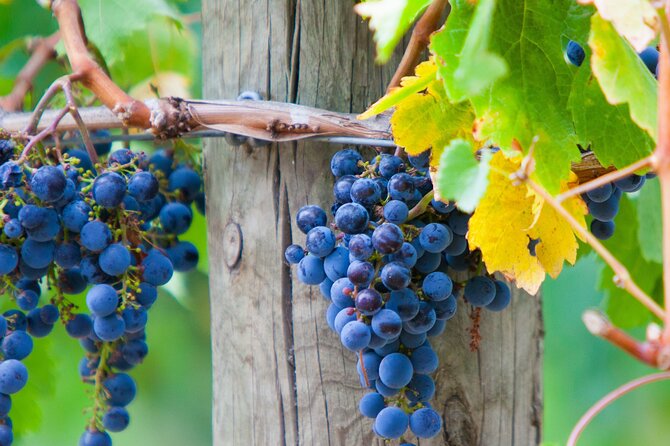 Yarra Valley Wine Tour inc lunch with a glass of wine, tastings and chocolate - Who will enjoy this day most