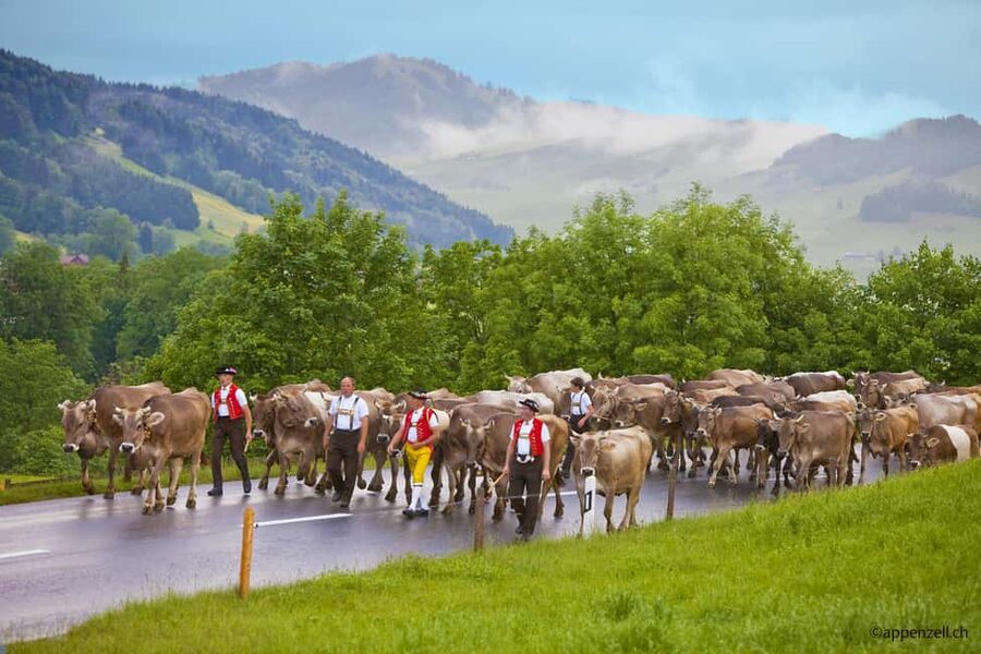 Zurich Open-top Tour and Chocolate and Cheese Countryside - Booking and meeting advice