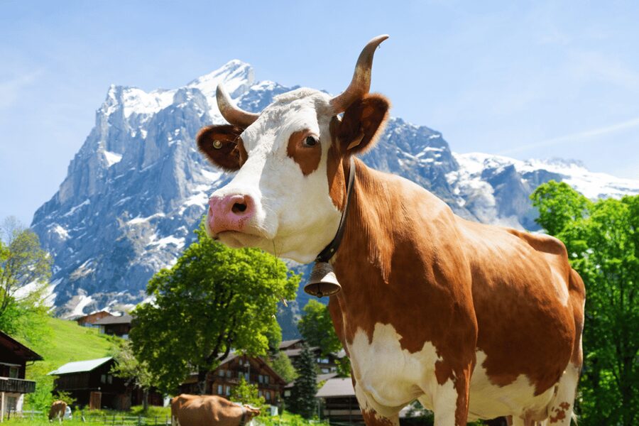Zurich: Rhine Falls, Chocolate & Cheese Factory Day Trip - Why this Zurich day trip works